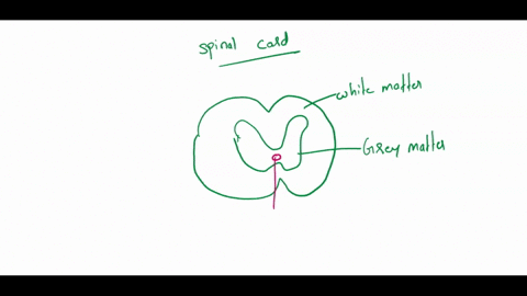 the-slnal-cord-long-40-5ocmk-and-slendcr-scmlland-cortained-kathin-bony-canal-tnc-wcblink-will-take-you-t0-mmnca-mn-eloruncton-cal-iplnal-cord-wilh-refercnce-voutccuronolnt-pleate-tha-blanku-93668