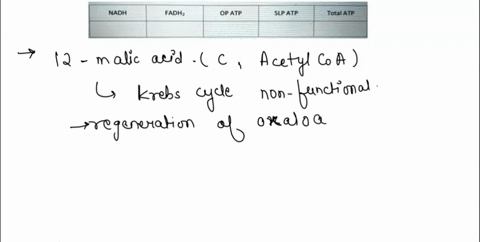 ifa-bacterium-using-aerobic-respiration-was-to-degrade-one-small-protein-molecule-into-12-molecules-of-malic-acid-how-many-atp-would-that-cell-make-malic-acid-is-an-intermediate-in-the-krebs-02898