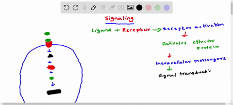 signaling-pathways-are-composed-of-four-basic-steps-which-one-of-the-following-options-correctly-describes-the-order-of-these-events-1-signal-transduction-2-receptor-activation-3-response-is-45619