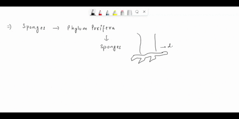what-type-of-symmetry-do-sponges-have-a-radial-b-bilateral-c-none-15741