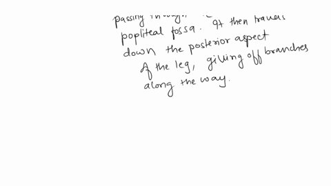 describe-the-general-pathway-of-the-two-divisions-of-the-sciatic-nerve-as-they-descend-from-the-knee-to-the-foot-describe-the-general-pathway-of-the-femoral-nerve-and-theen-identify-the-knee-65943