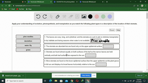 apply-your-understanding-of-evolution-photosynthesis-and-transpiration-as-you-match-the-following-plant-types-to-description-of-the-location-of-their-stomata-reset-help-pine-needlles-the-lea-16388
