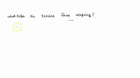 what-keeps-the-trachea-from-collapsing-39349