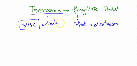 104-the-image-above-is-from-the-blood-of-an-individual-intected-with-trypanosoma-almost-dorut-iike-the-red-blood-cells-are-the-pale-circular-structures-the-trypanosoma-are-stained-darker-and-55854