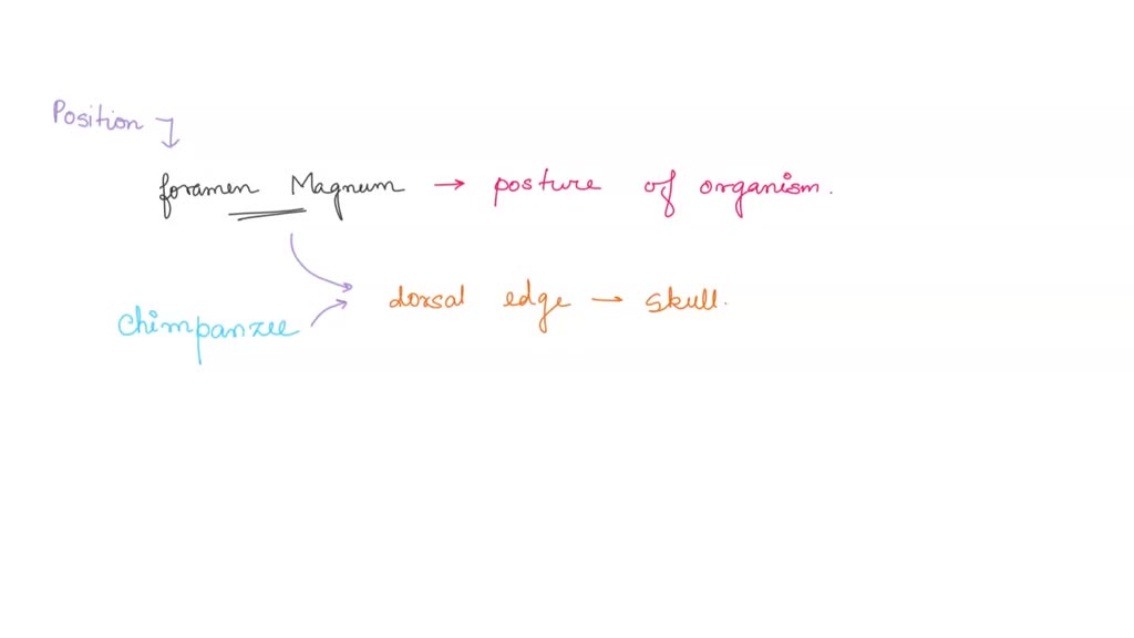 SOLVED: 2. Where is the foramen magnum positioned in 1.A Horse, 2. a ...