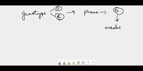 what-would-be-the-phenotype-of-an-organism-if-its-genotype-consists-of-a-dominant-and-a-recessive-allele-a-it-wont-show-either-trait-b-it-will-show-both-traits-c-it-will-show-the-recessive-t-81843