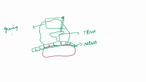 draw-the-80-eukaryotic-ribosome-with-a-bound-mrna-strand-and-a-growing-peptide-label-a-p-and-e-sites-of-the-ribosome-label-the-small-subunit-and-the-large-subunit-of-the-ribosome-draw-and-la-50132