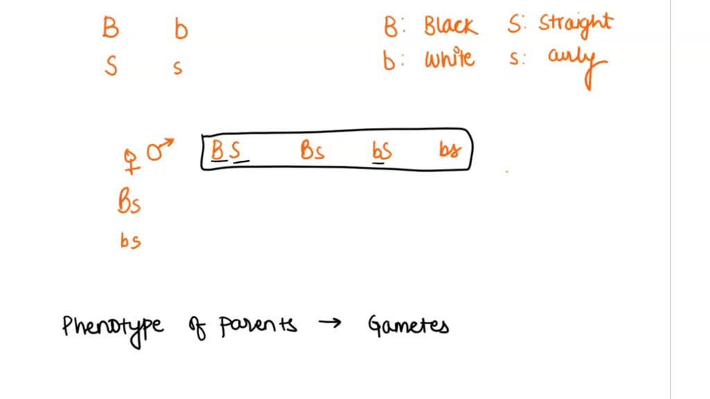 SOLVED: In guinea pigs, black (B) is dominant over white (b) for coat  color, and straight hair (S) is dominant over curly hair (s). Each pair of  alleles assort independently. Two guinea