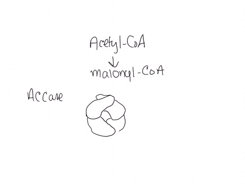 consider-the-process-where-acetyl-coa-is-converted-to-malonyl-coa-through-acetyl-coa-carboxylase-true-or-false-a-acetyl-coa-carboxylase-is-a-transferase-b-the-hydrolysis-of-atp-to-adp-pi-is-an-endergo