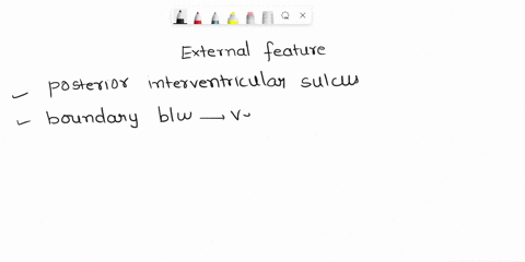 the-_________-is-an-external-feature-that-runs-down-the-middle-of-the-heart-aorta-brachiocephalic-artery-posterior-interventricular-sulcus-right-atrium-the-________-is-present-in-arteries-bu-31582