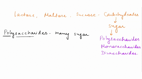 lactose-maltose-and-sucrose-are-examples-of-this-type-of-carbohydrate-polysaccharides-monosaccharides-starches-disaccharides-previous-answers-correct-99367