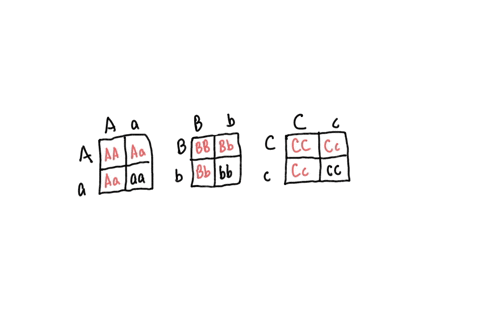consider-the-cross-aabbcc-x-aabbcc-where-a-b-and-c-are-dominant-to-a-b-and-c-respectively-and-all-three-genes-assort-independently-what-proportion-of-the-offspring-will-exhibit-the-phenotype-06589