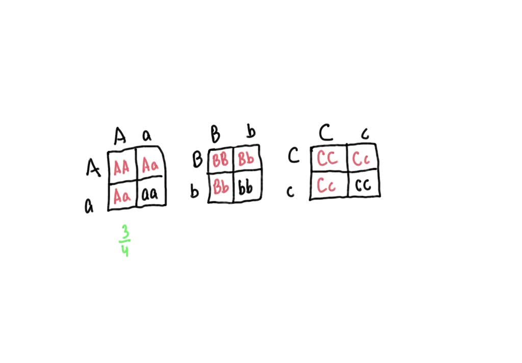 solved-consider-the-following-diploid-genotype-for-three-characters