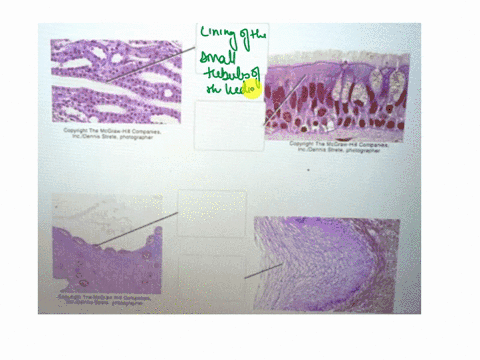 connect-x-mheducationcomflowconnecthtmlisregtruereturnurlhttps3a2f2fconnectmheducationcom2fpaam-qsearch-2chapters-56-and-7-saved-applying-different-epithelial-tissues-to-their-locations-iden-73945