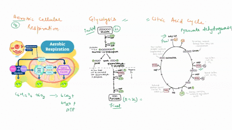 write-the-overall-equation-for-aerobic-cellular-respiration-what-are-the-initial-reactants-and-final-products-for-glycolysis-the-acetate-step-and-the-citric-acid-cycle-describe-how-many-tota-27385
