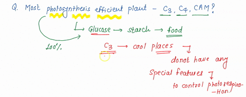 which-plant-type-is-photosynthesis-most-efficient-in-c3-c4-or-cam-40705