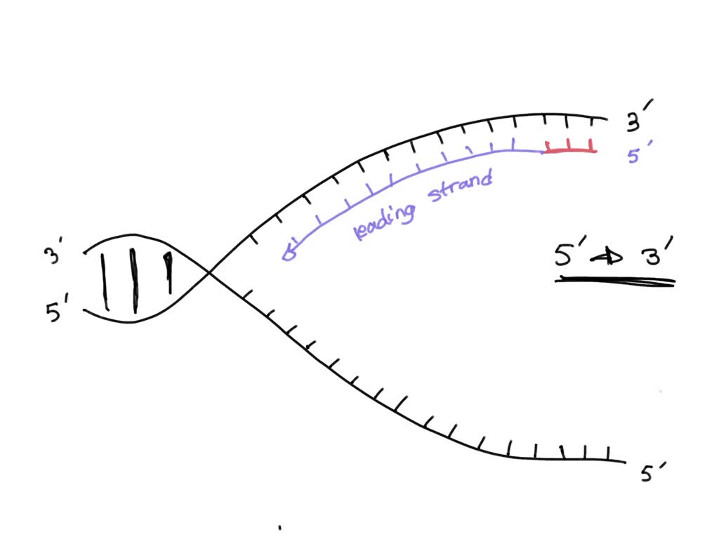 SOLVED The diagram below depicts unwound singlestranded DNA at replication fork . Replicate