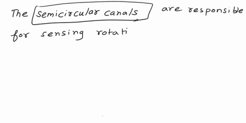 the-is-responsible-for-sensing-rotational-movement-of-the-head-semicircularcanals-otolith-saccule-utricle-92592