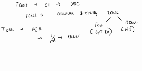host-defenses-t-cytotoxic-lymphocytes-exhibit-all-of-the-following-traits-except-production-of-ige-antibodies-secrete-granzymes-which-trigger-apoptosisprogrammed-cell-death-bind-host-cells-d-44304