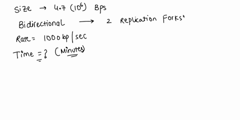 e-coli-chromosome-has-47x106-bp-a-bi-directional-replication-fork-progresses-at-about-1000-nucleotidessecthen-what-will-be-the-replication-time-in-minutes-11332