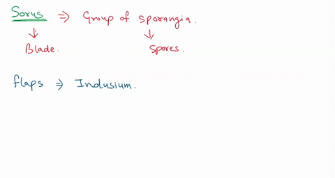 draw-a-sorus-and-label-the-indusium-sporangia-and-spores-44835