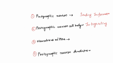 match-each-neural-component-with-its-role-in-synaptic-transmission-drag-each-item-on-the-left-to-its-matching-item-on-the-right-receiving-information-presynaptic-neuron-integrating-informati-80292