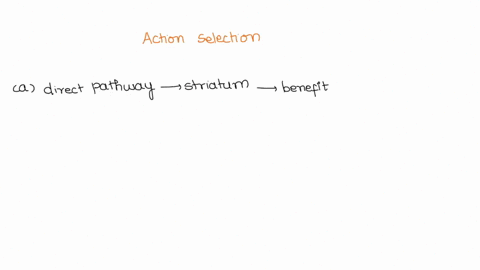 which-of-the-following-statements-is-true-regarding-action-selection-a-the-direct-pathway-of-the-striatum-encodes-benefit-and-is-mediated-by-d1-receptors-which-are-excitatory-b-the-indirect-94501