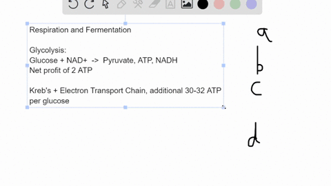 cellular-respiration-and-lactic-acid-fermentation-which-is-correct-a-both-processes-produce-atp-and-nadh-as-final-products-b-more-atp-is-produced-during-cellular-respiration-c-carbon-atoms-a-39377