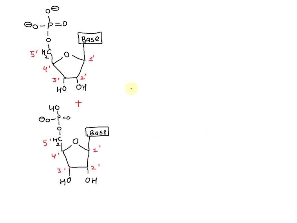 SOLVED The backbone in a nucleic acids strand is called sugar