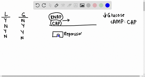 under-which-of-the-following-conditions-would-lac-operon-produce-the-greatest-amount-of-b-galactosidase-the-least-explain-your-reasoning-lactose-present-ycs-glucose-present-condition-conditi-74615
