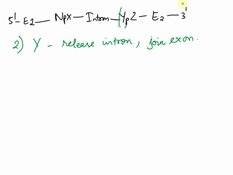question-1-whixh-nucleotide-initiates-the-second-transesterification-reaction-5-exon1-npx-intron-ypz-exon2-3-1-x2-y3-z4-n5-free-guanosine-nucleotide-question-2-what-do-sheltering-proteins-do-90266