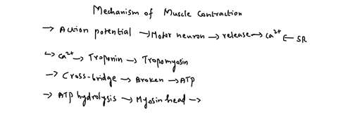 sequence-neuro-chp-15-muscle-contraction-pathway-muscle-fiber-relaxation-ca2-reuptake-slide-and-filaments-contracts-sarcomere-excitatory-postsynaptic-potential-alpha-motor-neurons-release-ac-33911