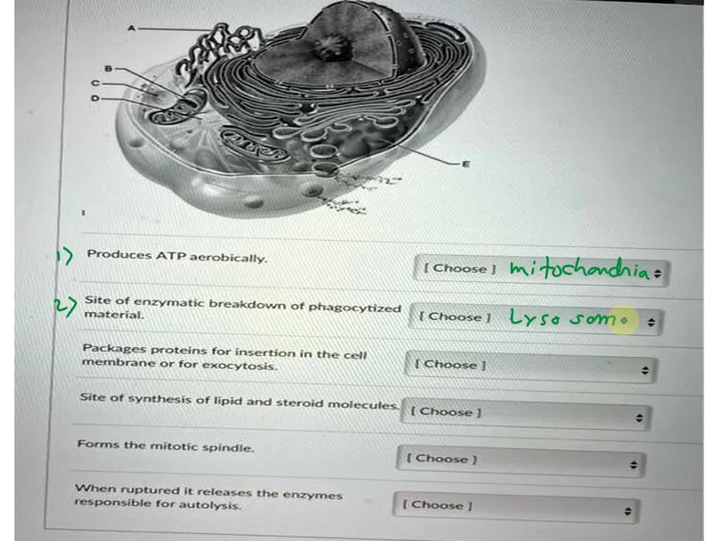 solved-produces-atp-aerobically-choose-site-of-enzymatic-breakdown