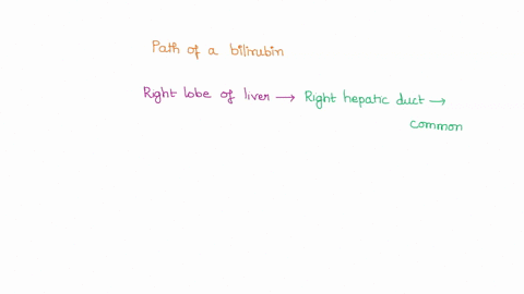 16-trace-the-path-of-bilirubin-a-component-of-bile-from-the-right-lobe-of-the-liver-to-the-anal-canal-name-all-the-structures-through-which-it-would-pass-30055
