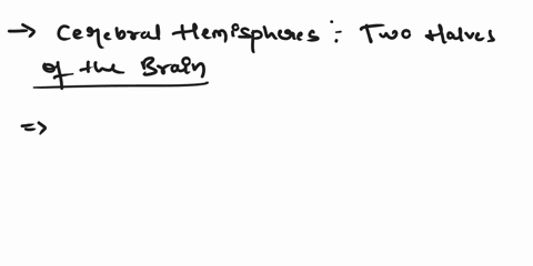 the-right-and-left-cerebral-hemispheres-are-separated-from-each-other-by-many-gyri-the-brainstem-the-longitudinal-fissure-the-corpus-collusum-many-sulci-74664