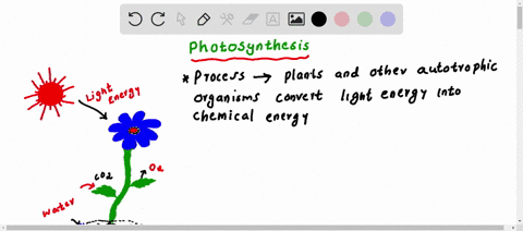the-energy-that-is-used-by-almost-all-living-things-on-our-planet-comes-from-the-sun-it-is-captured-by-plants-algae-and-some-bacteria-through-the-process-of-72129