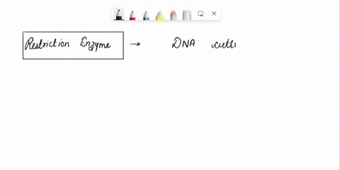 restriction-enzymes-are-restricted-in-the-sense-that-they-normally-work-on-only-bacterial-dna-and-cut-at-a-specific-dna-sequence-at-both-strands-of-the-target-dna-molecule-select-one-true-fa-62133
