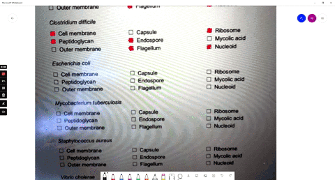types-of-bacteria-and-their-cell-structures-please-research-each-of-the-following-bacteria-and-determine-which-f-the-identified-structures-has-these-checkboxes-are-interactive-in-microsoft-w-95363
