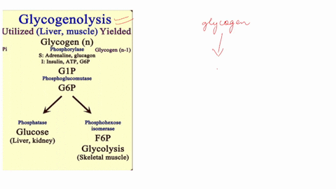 explain-the-differences-between-glycogenolysis-in-muscle-and-liver-36368