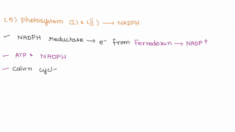 describe-how-photosystems-il-and-work-together-to-synthesize-nadph-why-are-2-photosystems-required-to-make-nadph-how-is-a-proton-gradient-generated-across-the-thylakoid-membrane-when-protons-25938