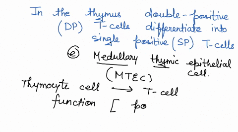 in-the-thymus-double-positive-dp-t-cells-differentiate-into-single-positive-sp-t-cells-following-positive-selection_-the-sp-t-cells-then-undergo-the-process-of-negative-selection-this-proces-92355