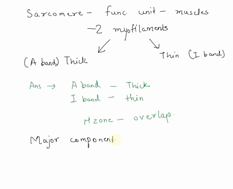 sarcomere-is-the-contractile-unit-of-muscle-cells-the-image-below-represents-the-typical-organization-of-sarcomere-in-the-relaxing-skeletal-muscle-z-disc-m-line-z-disc-hzone-band-a-band-band-28044