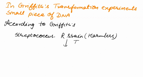 in-griffiths-experiments-transformation-occurred-when-a-small-piece-of-a-protein-from-the-harmful-strain-of-bacteria-caused-a-mutation-in-the-harmless-strain-b-dna-from-the-harmful-strain-of-83478