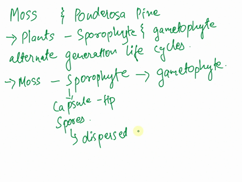 plants-have-sporophyte-or-gametophyte-alternate-generation-life-cycles-contrast-the-sporophyte-and-gametophyte-stages-of-a-moss-and-a-ponderosa-pine-29764