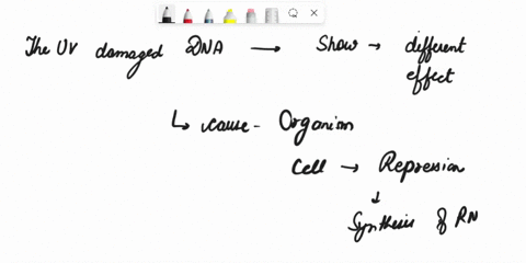 questlon-4-describe-how-the-damage-to-dna-caused-by-uv-ight-effects-dna-replicatlon-and-banscripton-questlon-5-describe-the-molecular-mechanism-used-to-repalr-the-uv-damage-34776