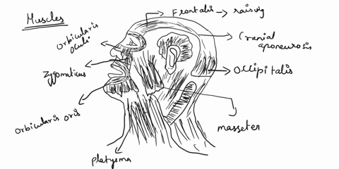 1-using-choices-from-the-list-at-the-right-correctly-identify-the-muscles-provided-with-leader-lines-on-the-diagram-buccinator-frontalis-cranial-aponeurosis-masseter-platysma-occipitalis-orb-97394