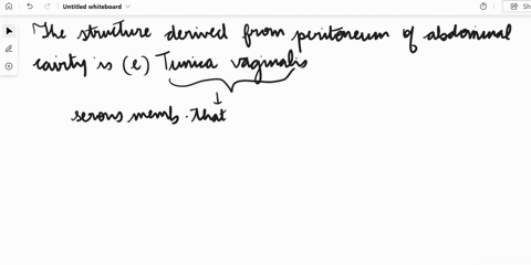 which-structure-is-derived-from-the-peritoneum-of-the-abdominal-cavity-ospermatic-cord-o-tunica-albuginea-o-mediastinum-testis-operinealraphe-o-tunica-vaginalis-45793