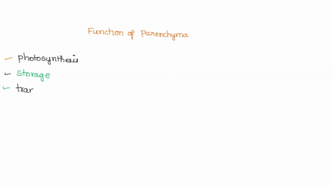 question-4-1-pts-parenchyma-are-very-versatile-plant-cells-identify-the-functions-that-parenchyma-cells-have-check-all-that-apply-production-of-fibers-provide-some-limited-transport-of-mater-66938