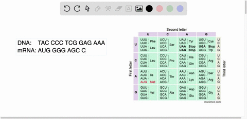 which-amino-acid-sequence-is-coded-for-by-the-dna-segment-tac-ccc-tcg-gag-aaa