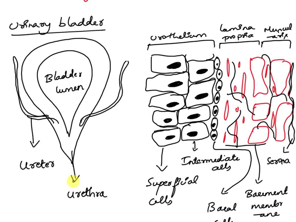 X RCBSE 32. a. Draw the excretory system in human beings and label on it:  Aorta, Vena cava, Urinary bladder, urethra.